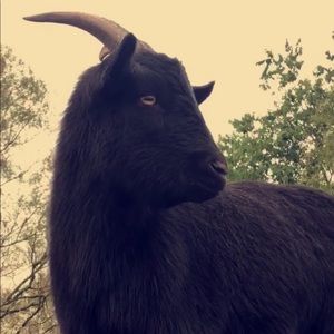 Meet your Posher, Louis